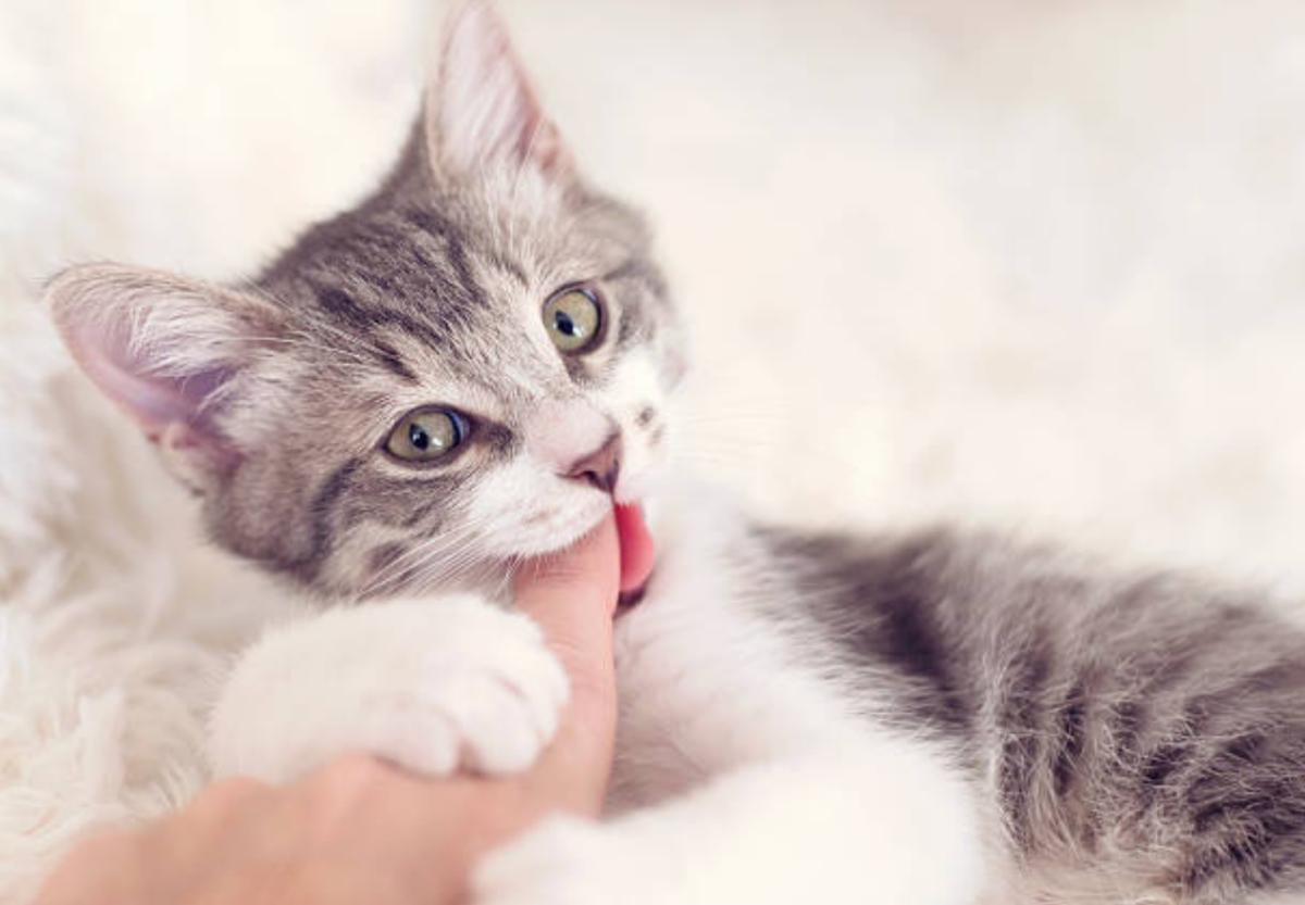 Il cimurro nei gatti - Sintomi e cura