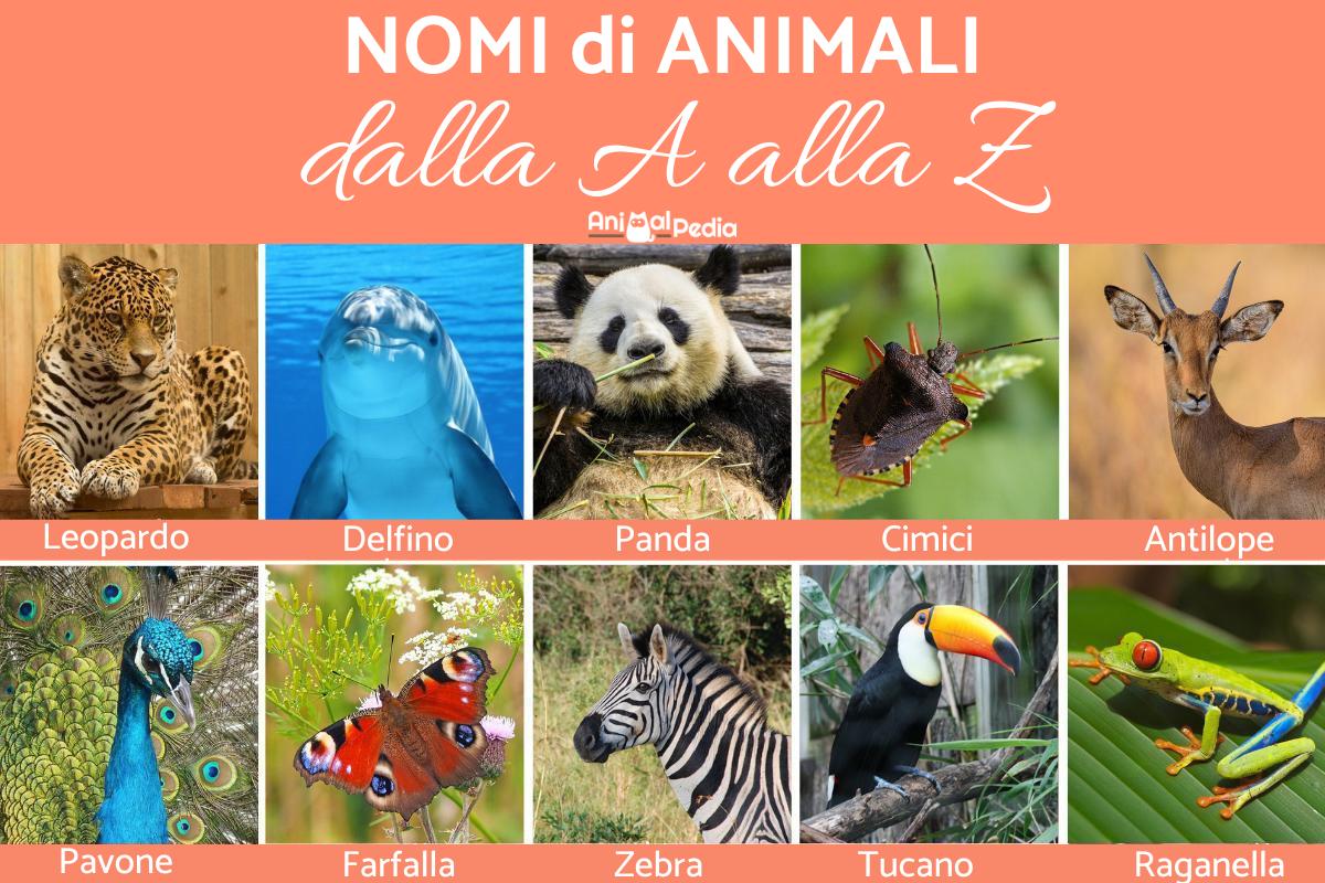 usato dalla a alla z