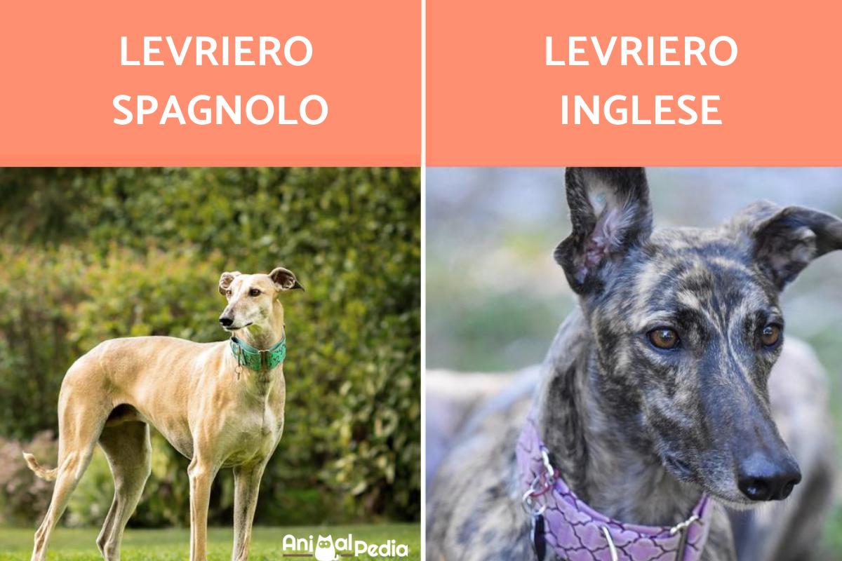 Differenze tra levriero spagnolo e inglese