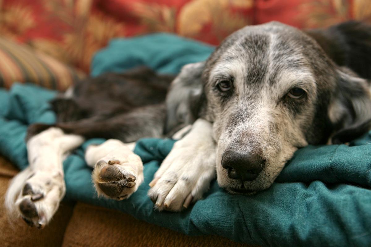 Quanto può vivere un cane con demenza senile?