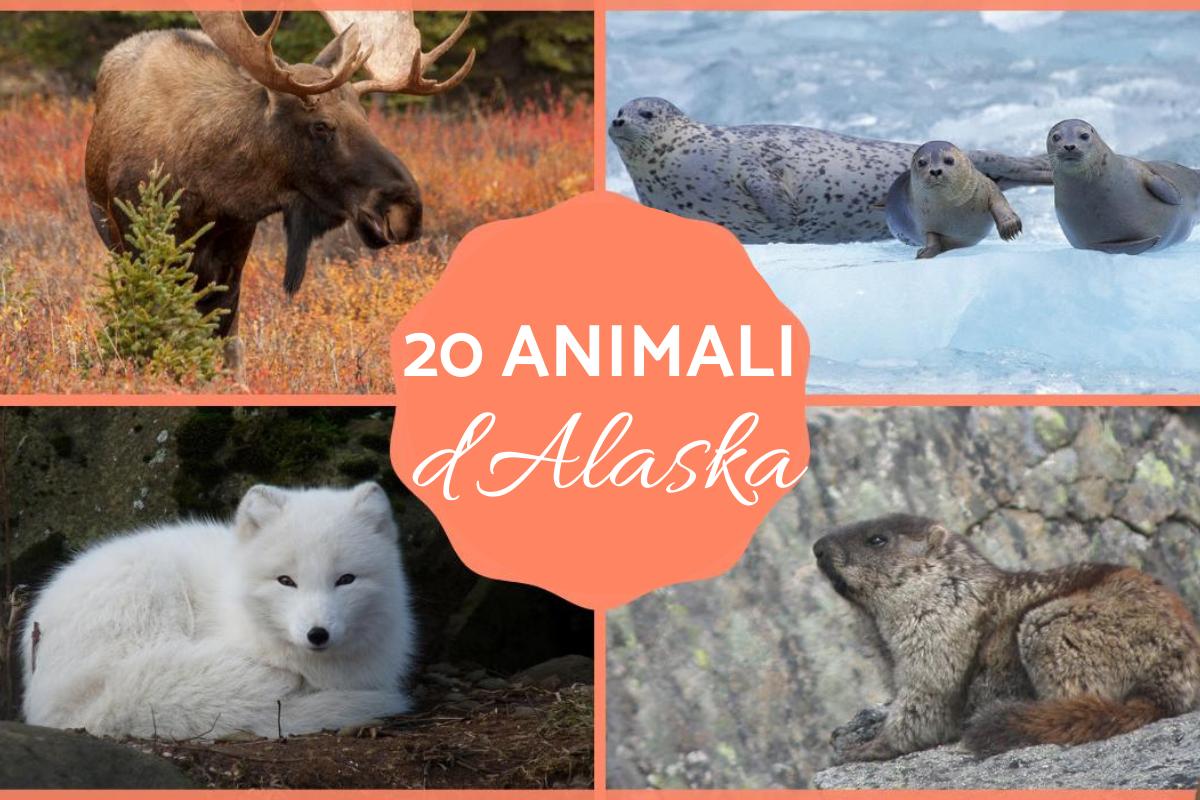 Animali dell'Alaska