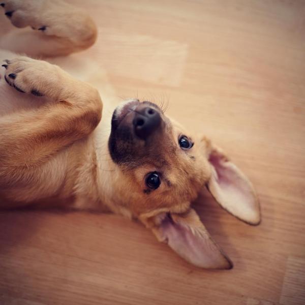 Come capire che dimensioni avrà un cane meticcio