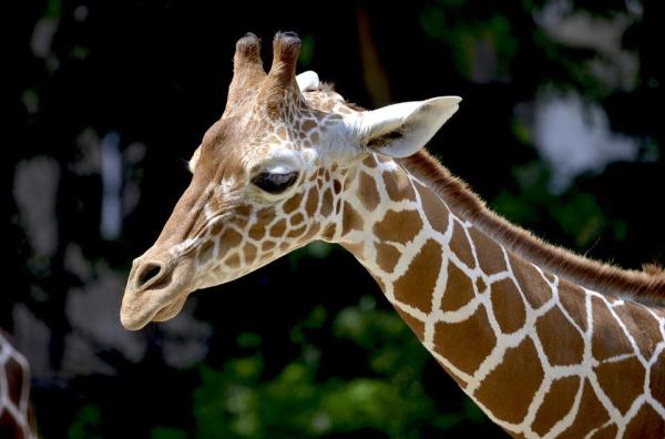 Quanto misura il collo della giraffa