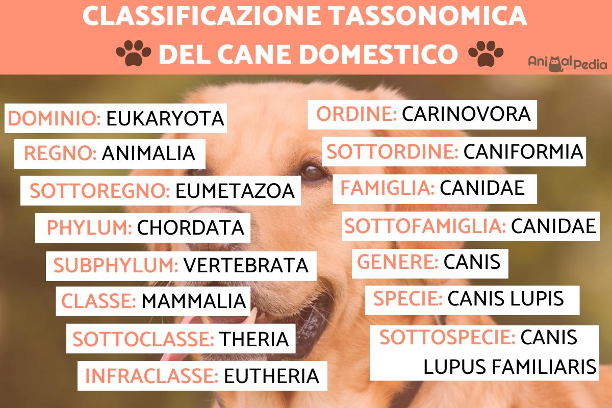 Classificazione tassonomica del cane domestico