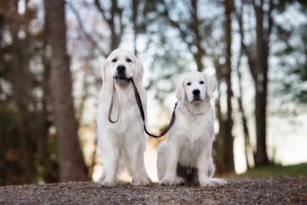 Prendere un cane maschio o femmina?