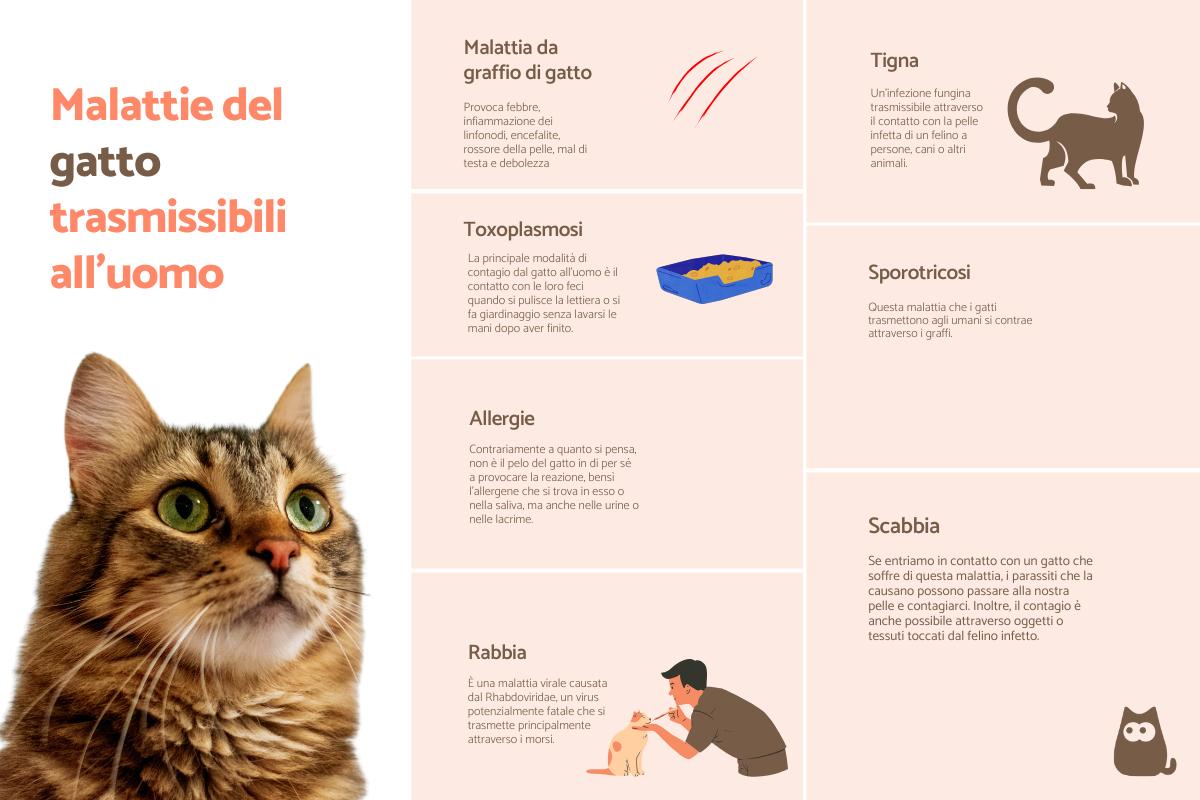 Tenere un gatto in casa porta malattie?