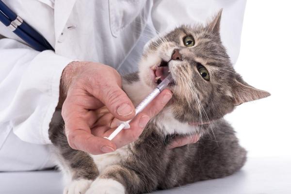 Il gatto non mangia da 3 giorni: cause - Come curare un gatto che non mangia da 3 giorni?