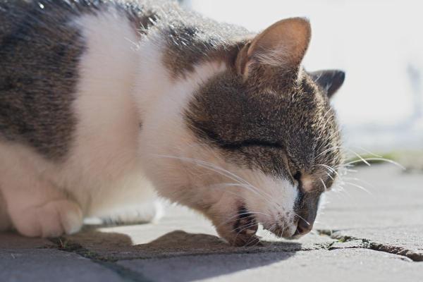 Il gatto non mangia da 3 giorni: cause - Cosa succede se un gatto non mangia da 3 giorni?