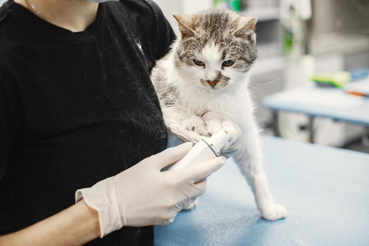 Il gatto non mangia da 3 giorni: cause