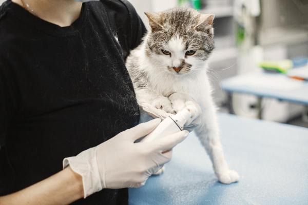 Il gatto non mangia da 3 giorni: cause