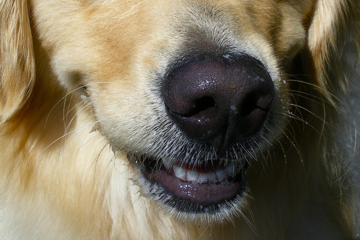 Malattie del muso del cane