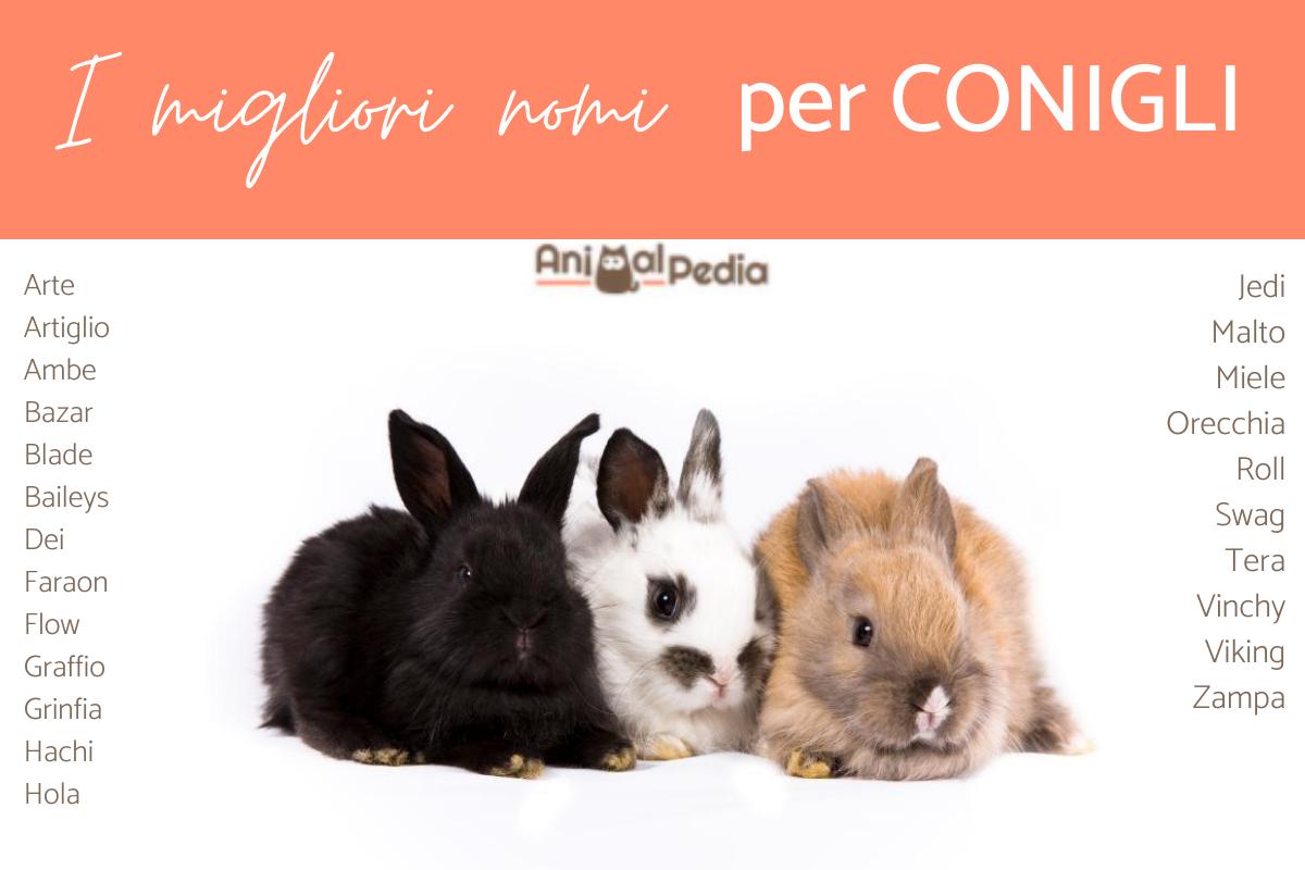 Nomi per conigli maschi, femmine e unisex