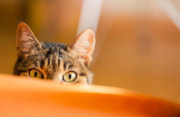 Gatto starnutisce senza muco: perché e quando preoccuparsi