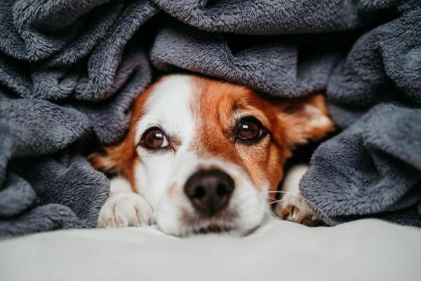 Orecchie fredde nel cane: Cause e trattamento