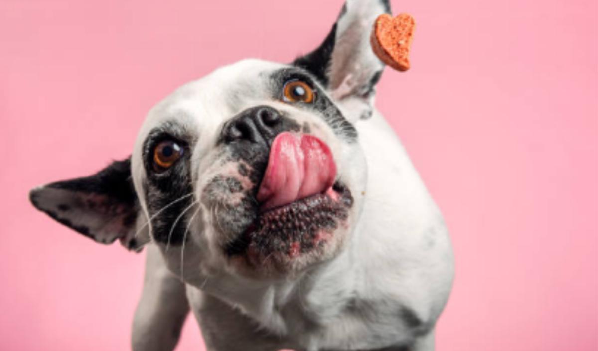 Come scegliere il miglior cibo per cani per una dieta equilibrata