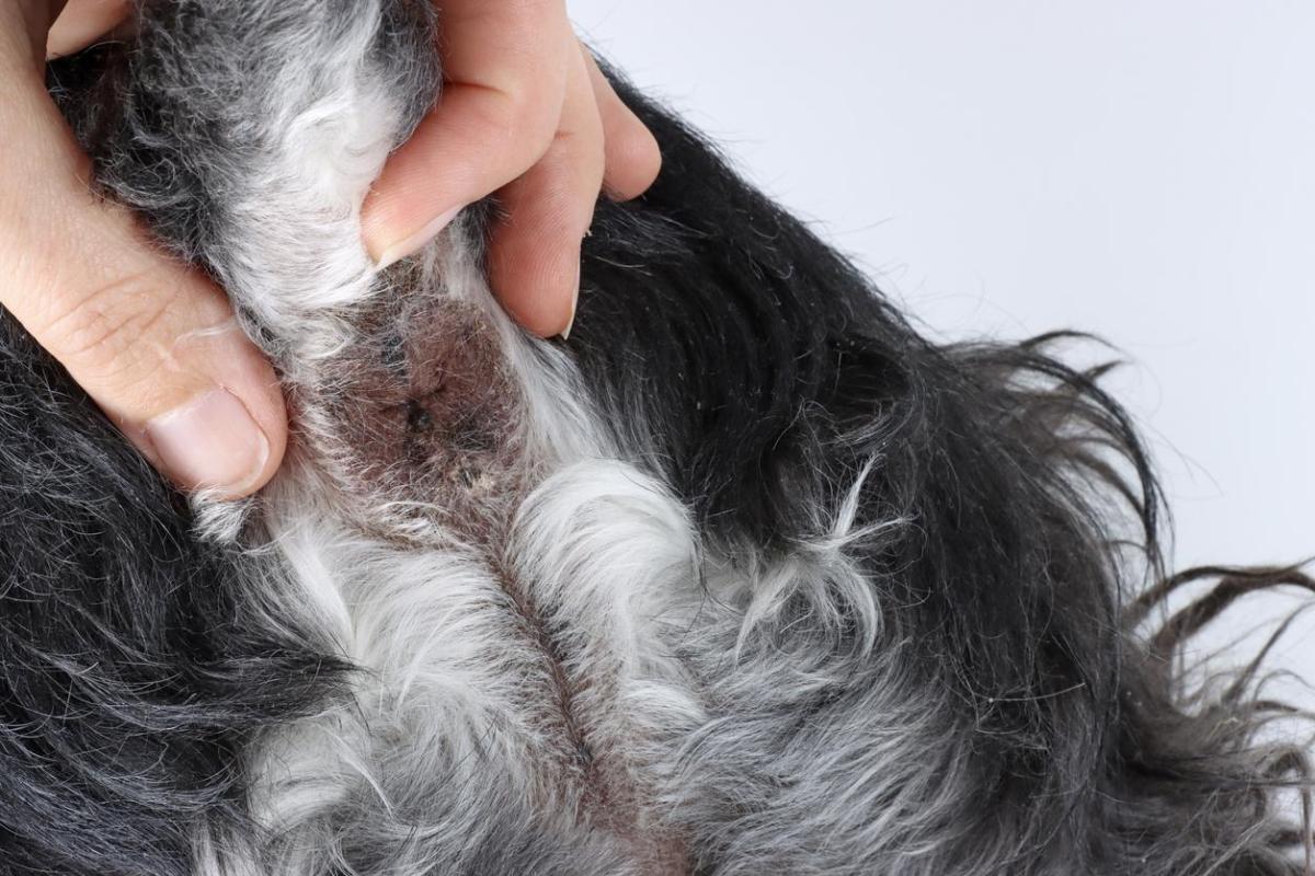 Tumore dell'ano nel cane: Sintomi e trattamento