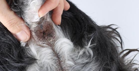 Tumore dell'ano nel cane: Sintomi e trattamento