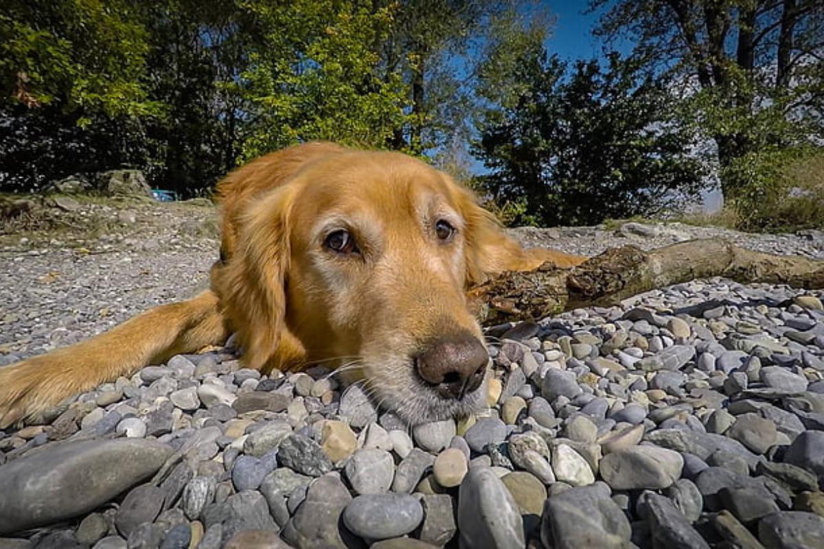 Cane mangia sassi: sintomi, cause cosa fare