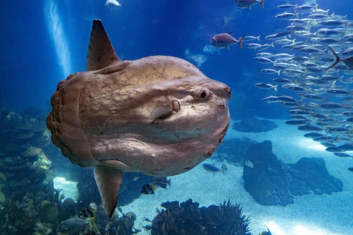 Pesce luna: Caratteristiche, habitat e alimentazione