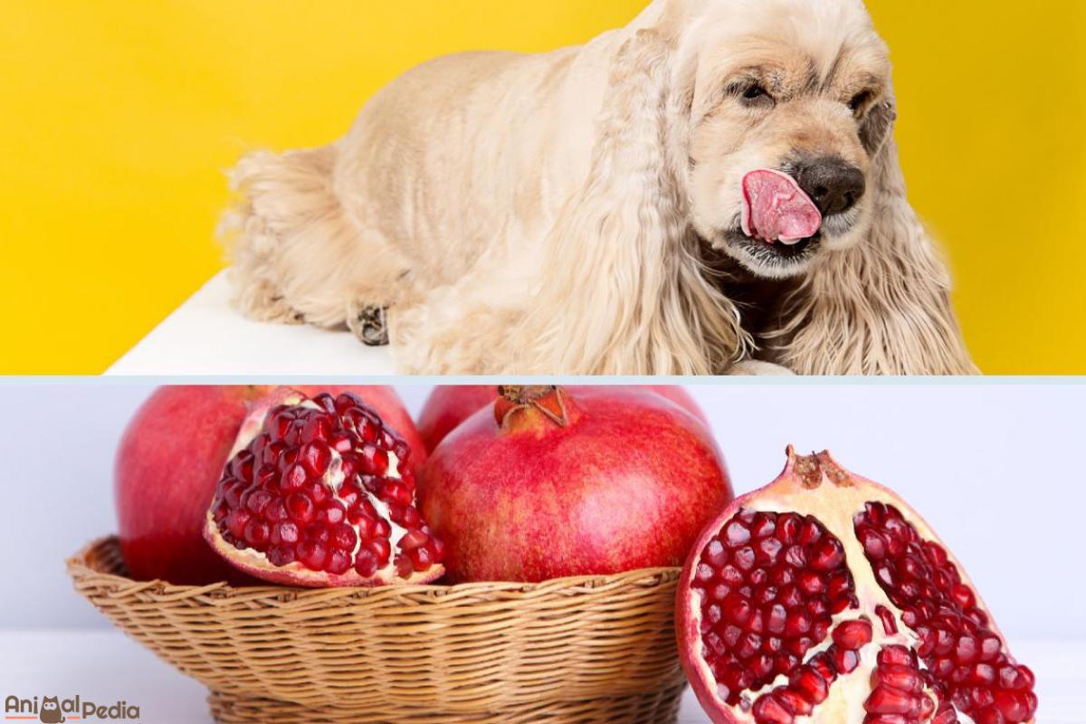 Si può dare il melograno al cane?