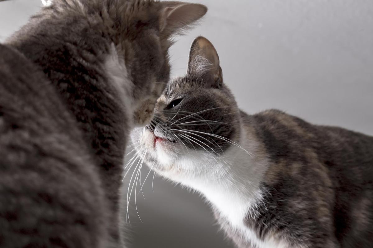 È meglio avere due gatti maschi o maschio e femmina?