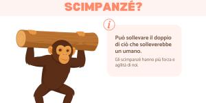 La forza degli scimpanzè
