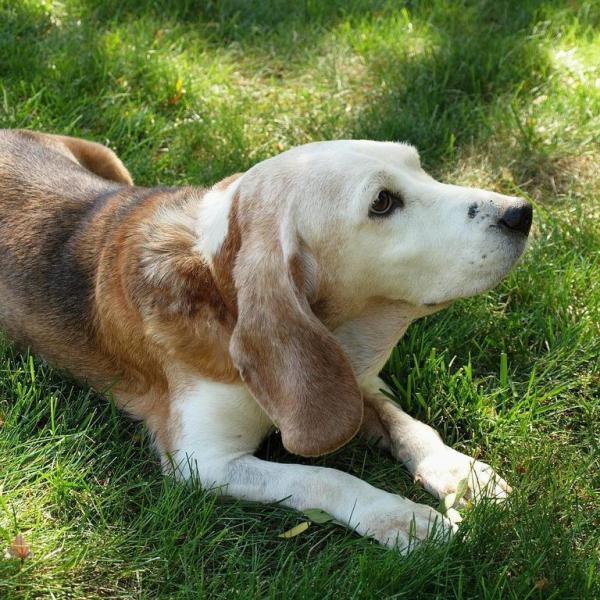 Morbo di Cushing nel cane - Sintomi, cause, cura