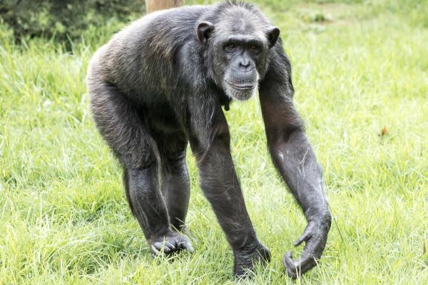 La forza degli scimpanzè - Uno scimpanzé è più forte di un umano?