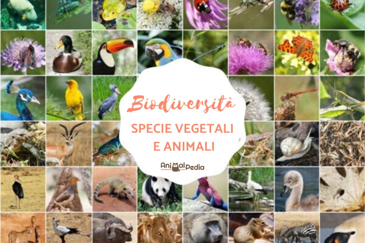 Biodiversità: Significato, tipi e caratteristiche