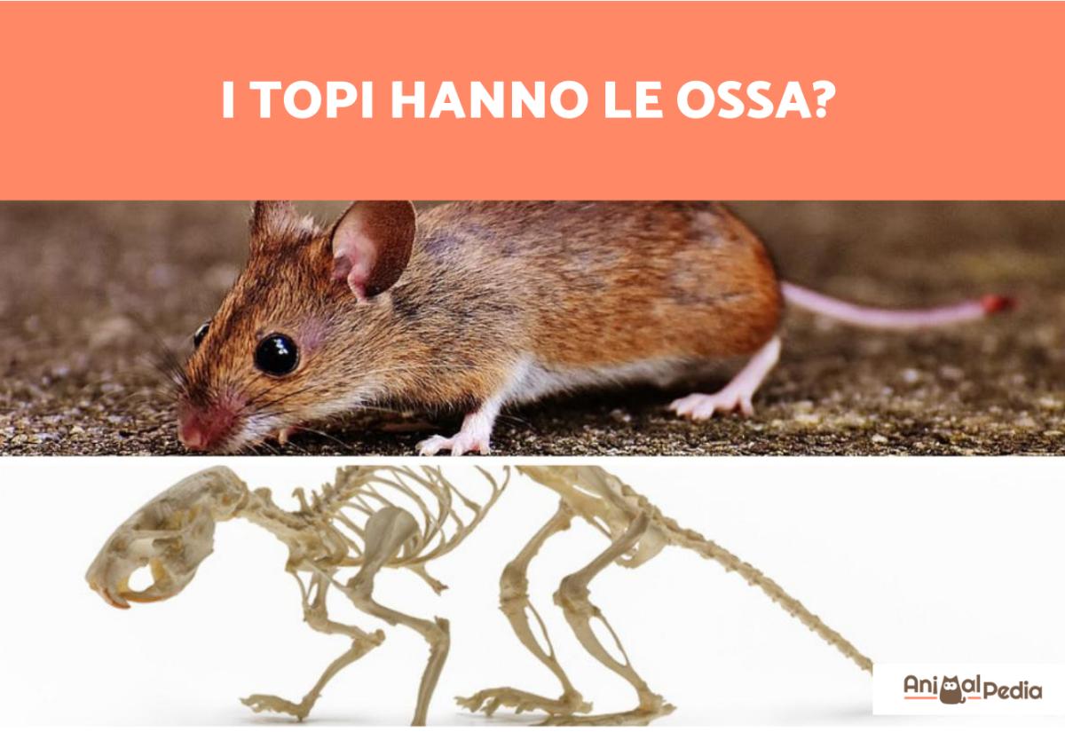 I topi hanno le ossa?