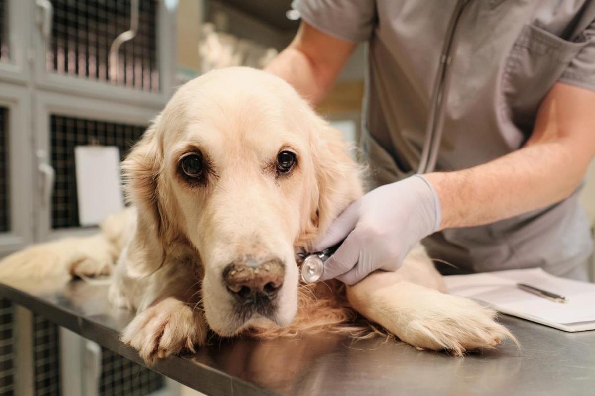Meningoencefalite nel cane: sintomi, cause e cura