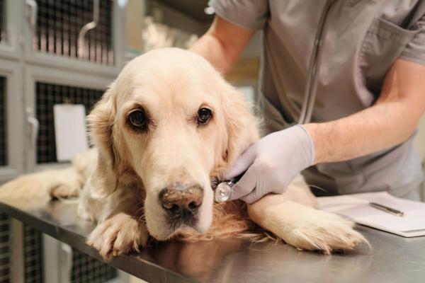 Meningoencefalite nel cane: sintomi, cause e cura