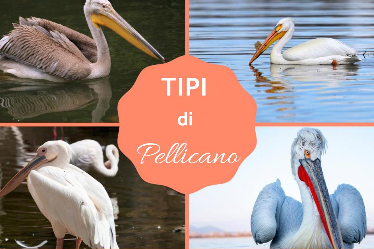 Tipi di pellicani