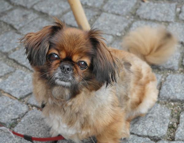 Prendersi cura del cane Pechinese