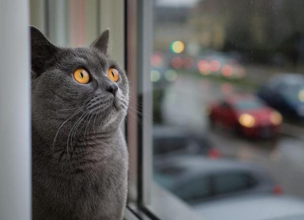 Nomi per gatti maschi e femmine in inglese con significato