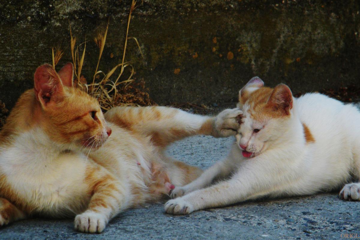 I miei gatti si azzuffano e prima no: cause e cosa fare