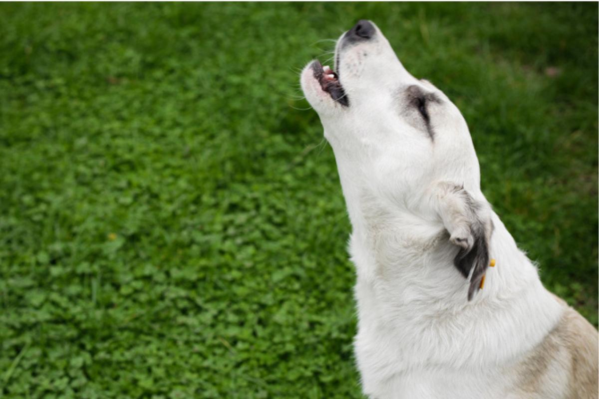 Perché i cani ululano?