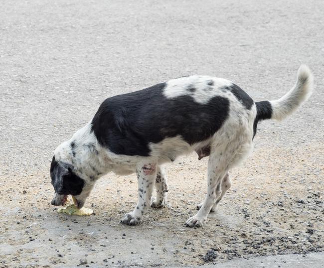 Vomito giallo nel cane: CAUSE e COSA fare