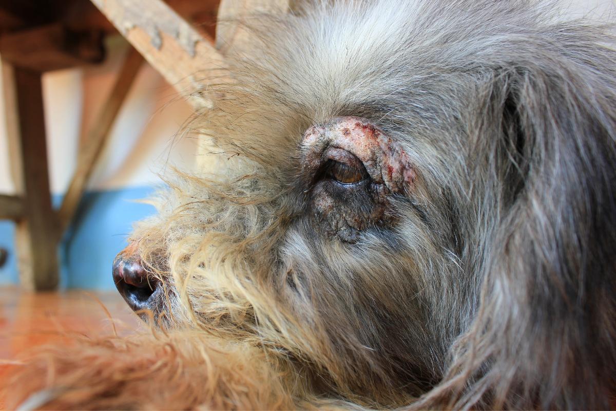 Dermatite atopica nel cane: immagini, sintomi e rimedi