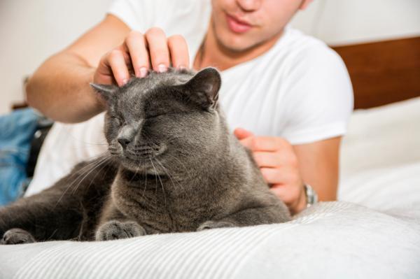 Perché il gatto mi sveglia all'alba?