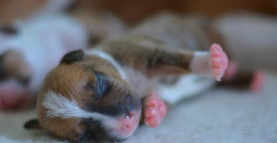 Perché mamma cane mangia i cuccioli?
