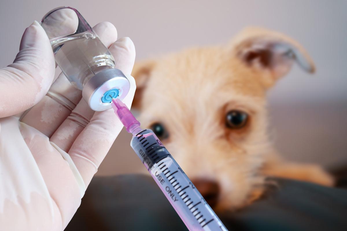 A quanti mesi può uscire un cucciolo di cane?