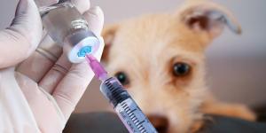 A quanti mesi può uscire un cucciolo di cane?