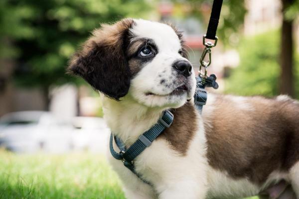 A quanti mesi può uscire un cucciolo di cane? - A quanti mesi un cucciolo può uscire?