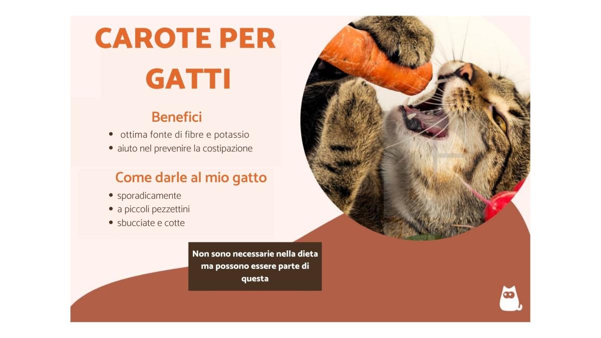 I gatti possono mangiare le carote?