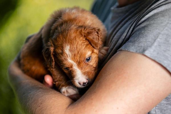 A quanti mesi può uscire un cucciolo di cane? - Posso portare fuori in braccio il mio cucciolo di 2 mesi?