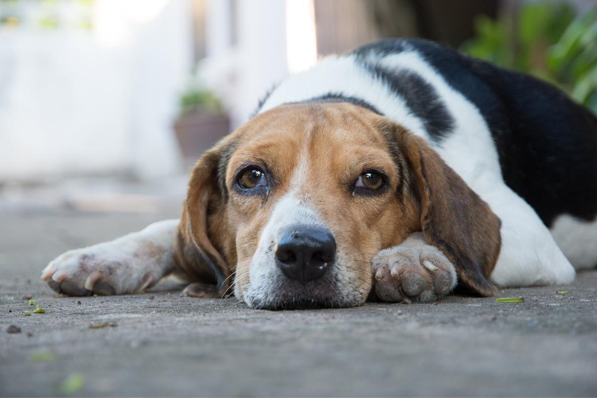 Emangiosarcoma nel cane: sintomi, cause e trattamento