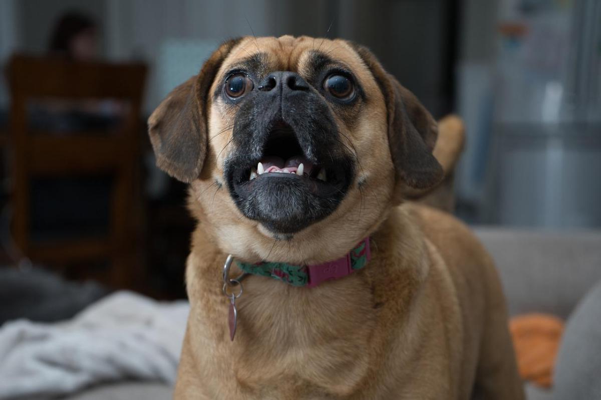 Cane che abbaia sempre: perché e cosa fare