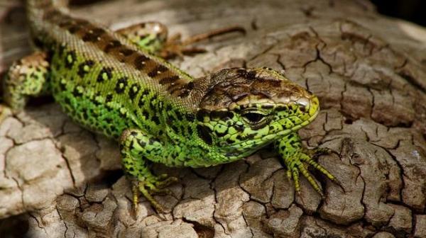 Caratteristiche delle lucertole