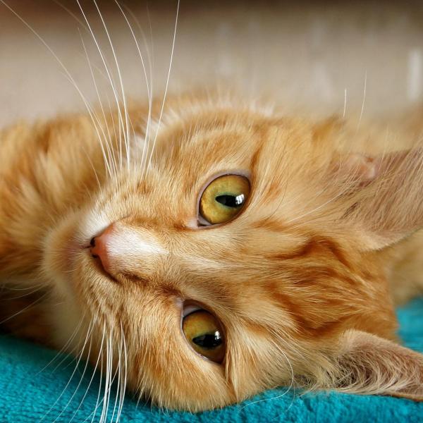 Colite nel gatto: sintomi, cause e cura